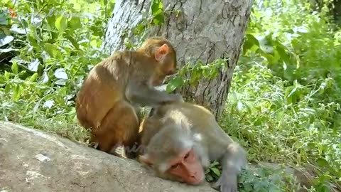 Beautiful_Animal_Moments_-_Dog,_Cat,_Chicken,_Elephant,_Cow,_Sheep_-_Animal_Sounds
