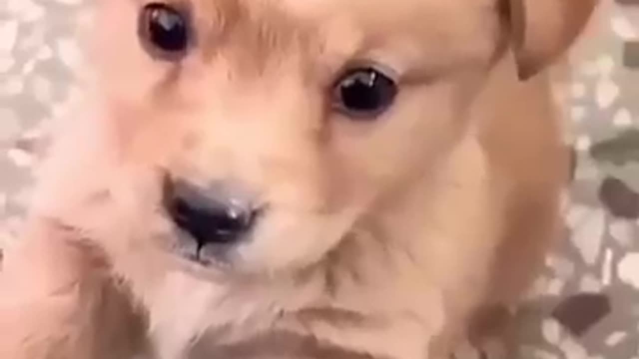 Puppy is crying