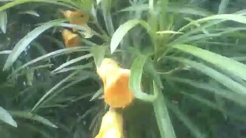 4 yellow bell flowers, filmed near the forest, are very beautiful! [Nature & Animals]