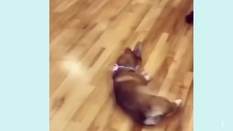 What happened 😞 so cute puppies comedy 😂 video 🤩 Very nice pic 😀