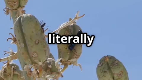 Stop Buying Seeds—Harvest Your Own!