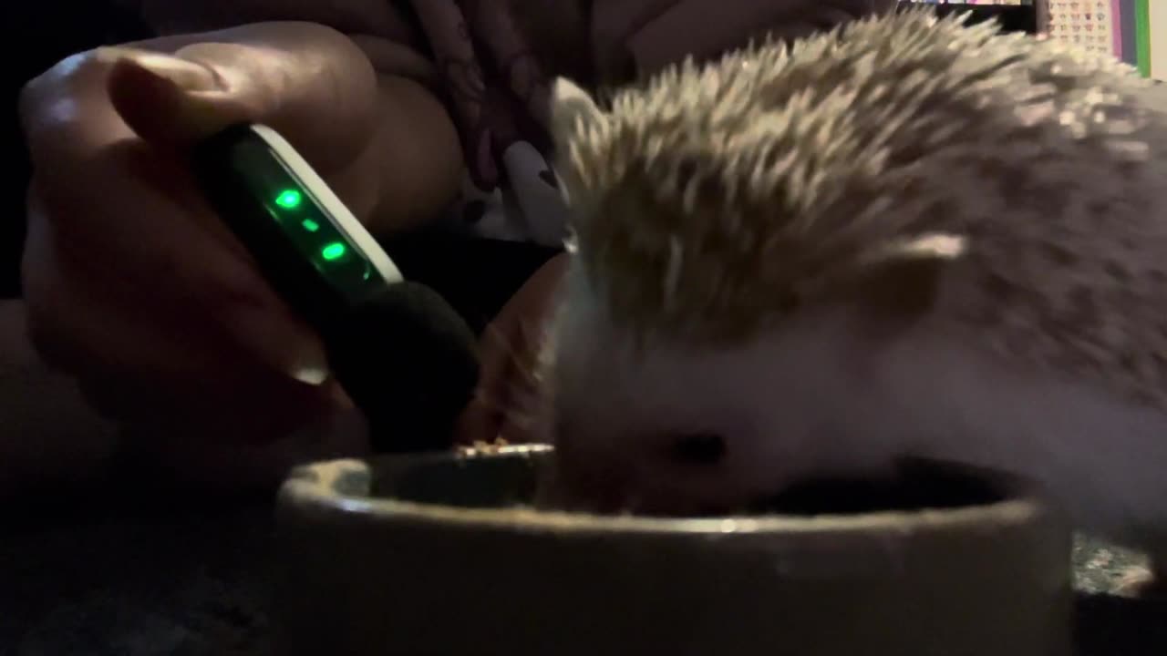 Hedge Hog Eating a Cat Treat