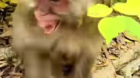 _funnymonkey _animals _monkey