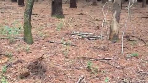 😱👶 The Scariest Baby Crying in the Woods Ever Recorded | TheHauntingHour