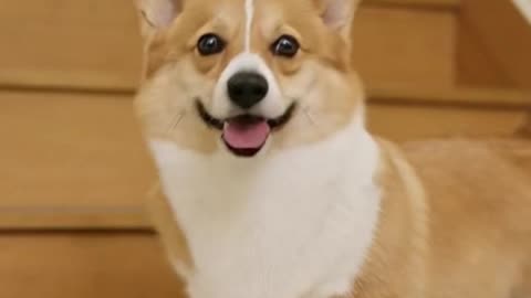 Happy, Ben and Boom 🐾| funny dog 06