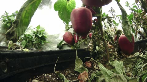 🌿 Come Explore With Me – Gen X Nature Stream 🔥 Live Pepper Jungle • Retro Vibes • Chill Energy