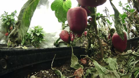 🌿 Come Explore With Me – Gen X Nature Stream 🔥 Live Pepper Jungle • Retro Vibes • Chill Energy