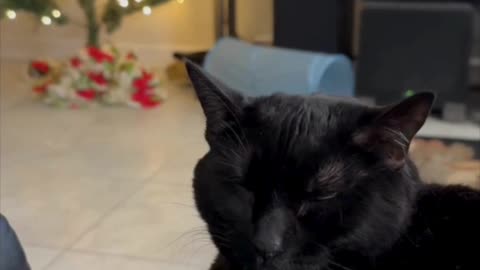 Cute Precious Piper Gives Me a Nice Warm Feeling - My Adopted Shelter Cat Vlog #shorts