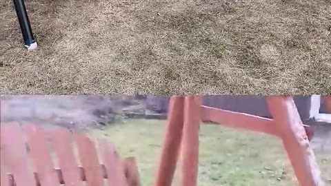 Funny Animals Videos Vs Me 😂