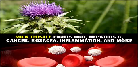 Milk thistle fights OCD, hepatitis C, cancer and more