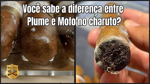 #48 Você sabe a diferença entre Plume e Mofo no charuto?
