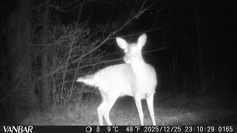 Deer Cam Photos December 2025 Christmas Deer Coyote Fog. Game Cam Trail Camera