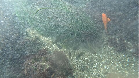 Underwater La Jolla Views Orange #Garibaldi #fish #underwater San Diego