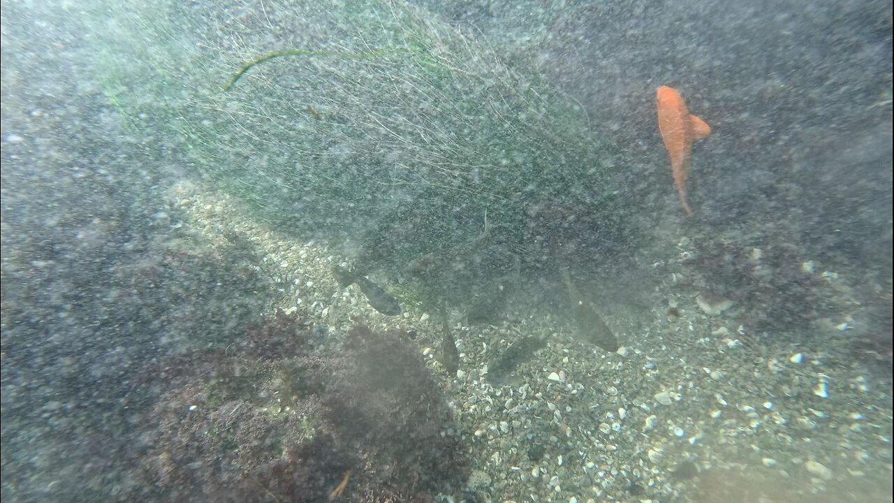 Underwater La Jolla Views Orange #Garibaldi #fish #underwater San Diego