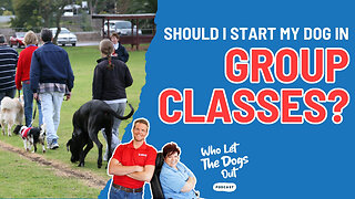 Should I Start My Dog in Group Classes? Jumping, Collars & Pricey Pups — Q&A Ep. 077