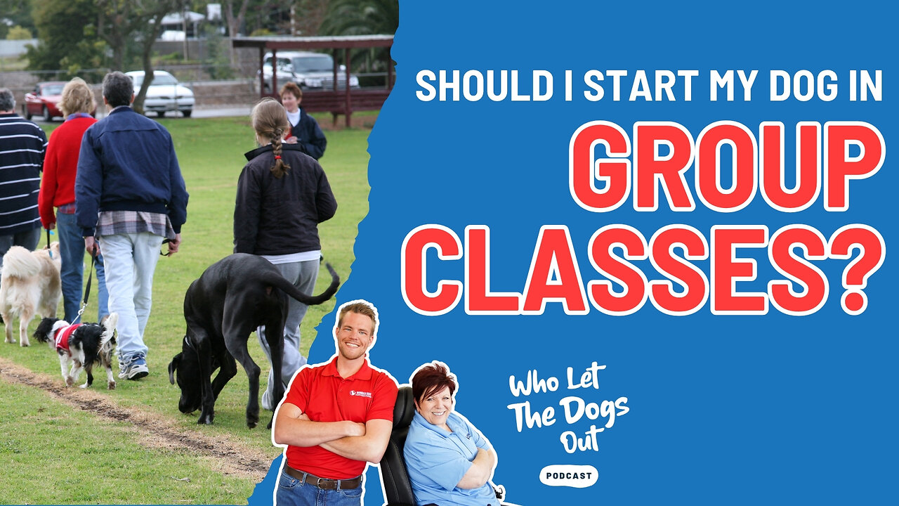 Should I Start My Dog in Group Classes? Jumping, Collars & Pricey Pups — Q&A Ep. 077