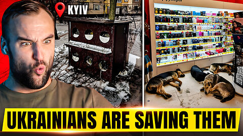 This is What True Humanity Looks like - Ukrainians Building homes for Street animals in Extreme Cold