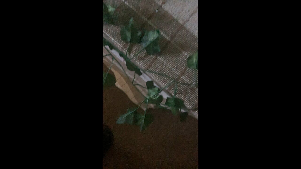Cringe on the vine