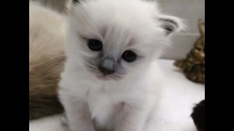 Cute kittens with music playing!