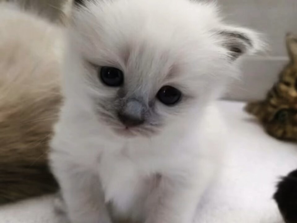 Cute kittens with music playing!