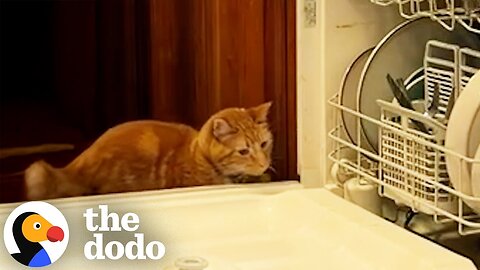 Orange Cat Can't Stop Unlocking And Opening The Dishwasher | The Dodo