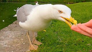 Hand Feeding the Dark Queen, the European Herring Gull