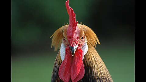 MGTOW Talks: Ayam Sirias, MGTOW, Life, Gaming and Random Stuff