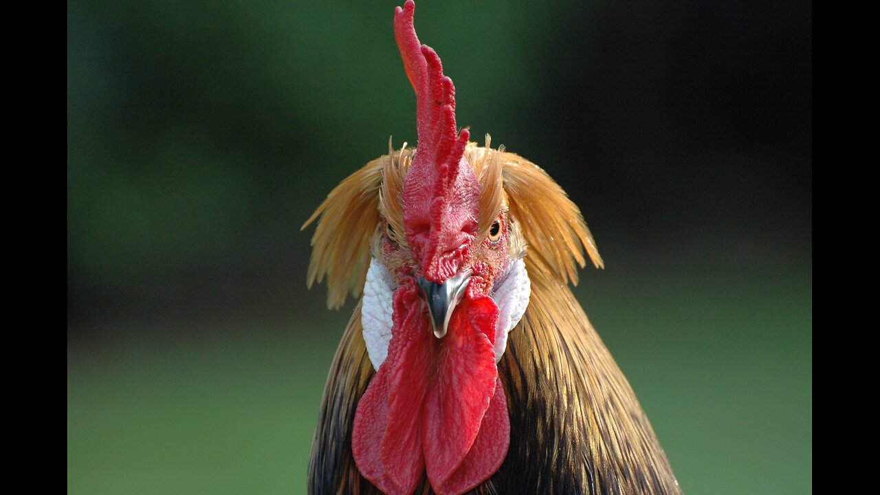 MGTOW Talks: Ayam Sirias, MGTOW, Life, Gaming and Random Stuff