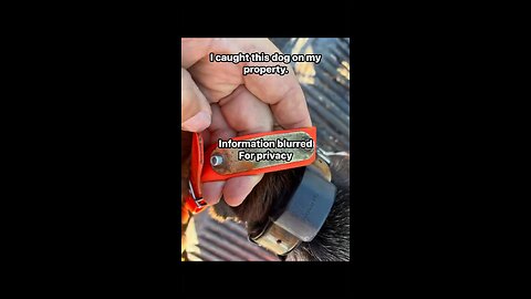 When you catch your neighbors dog on your property