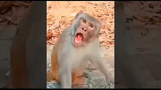 cute toucan 🦤💞 & monkey 🐒 funny 🤣#funnyvideos #toucan #monkey #viral #video #funny #cute #shorts