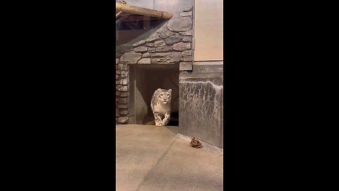 Cat and tiger fight