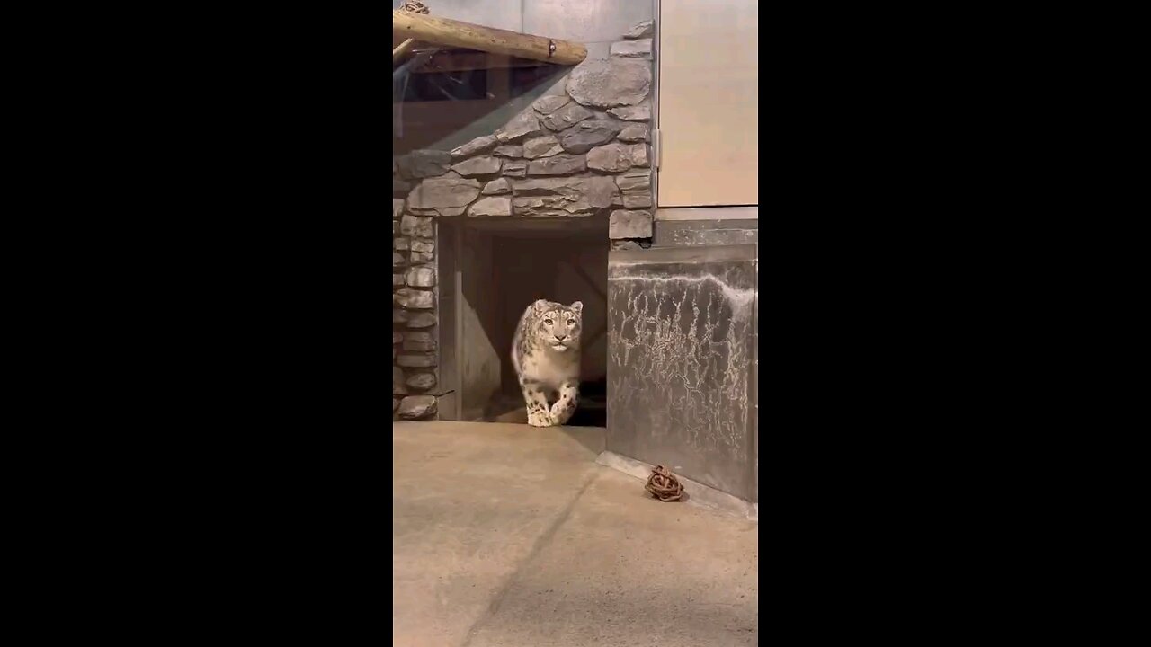 Cat and tiger fight