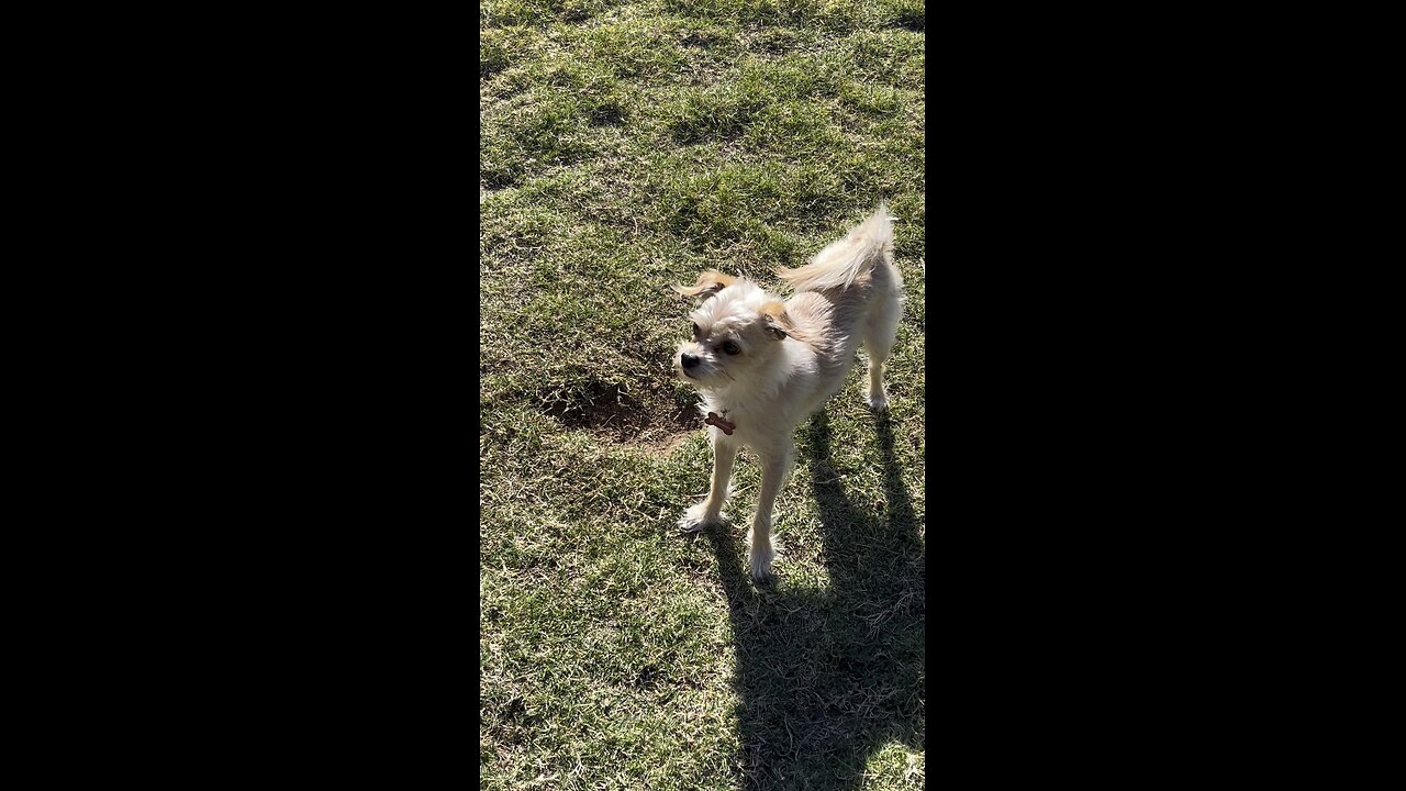 Friday hangout with Clemson and Charlie