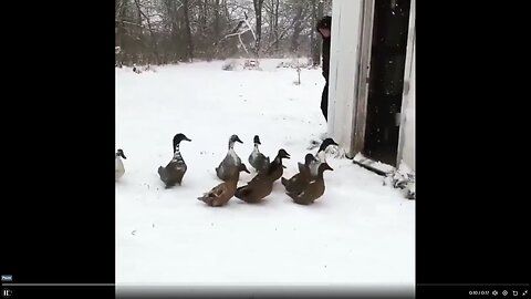 Quick Smile - Please enjoy these ducks changing their minds.