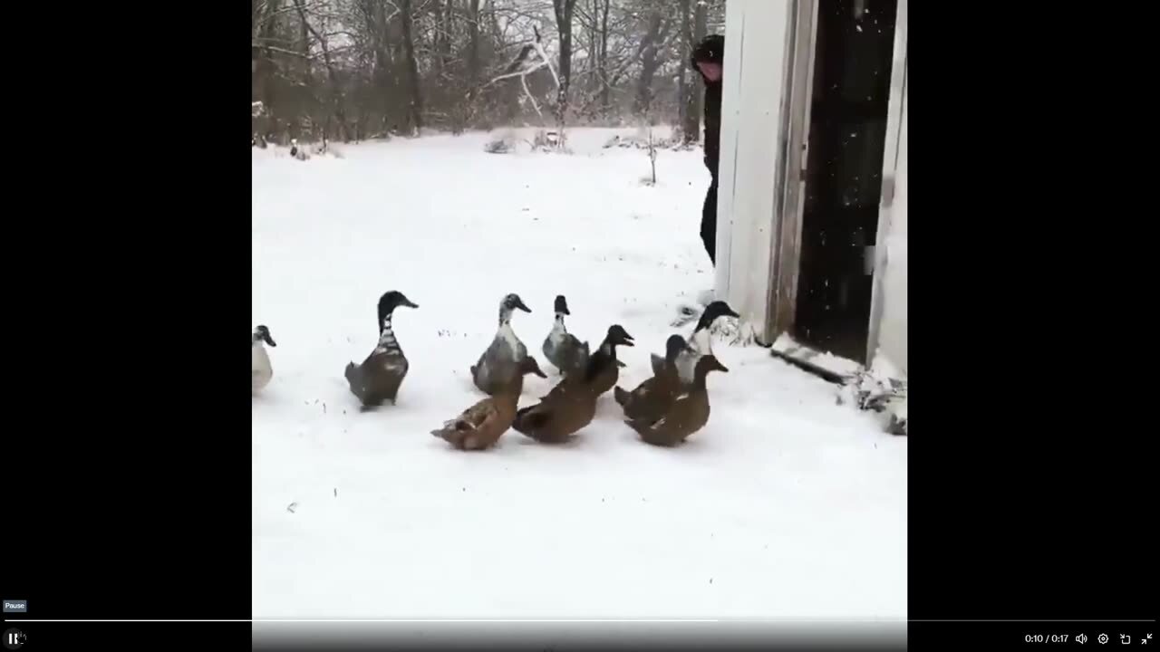 Quick Smile - Please enjoy these ducks changing their minds.