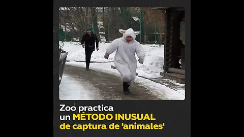 Así entrena este zoo a su personal para un escape de animales