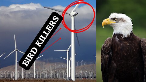 Wind Turbines Are Killing Bald Eagles—And China Is Cashing In