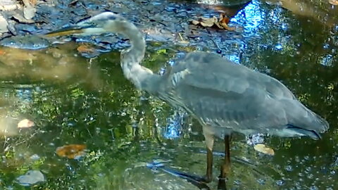 Heron Catches a Minnow