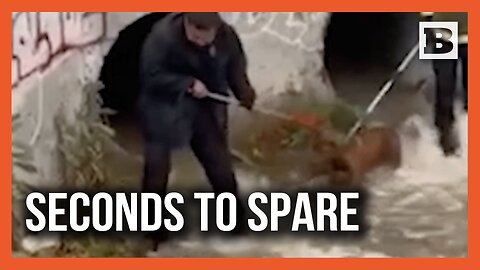 Seconds from Disaster: Dog Saved from Flooded Drain