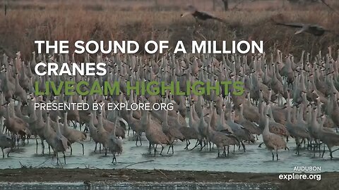 The Sound of A Million Cranes