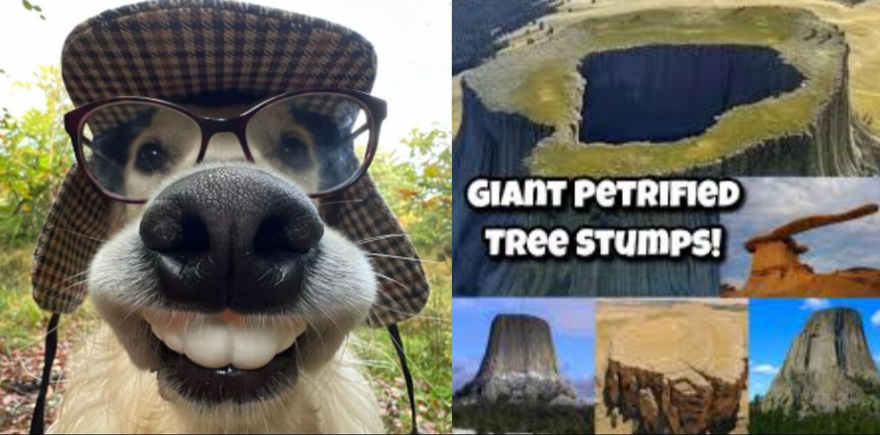 GIANT PETRIFIED TREE STUMPS