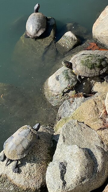 Red-Eared Slider Turtles 🐢 #redearedslider #followme #shorts #viral #trending #turtles #turtle