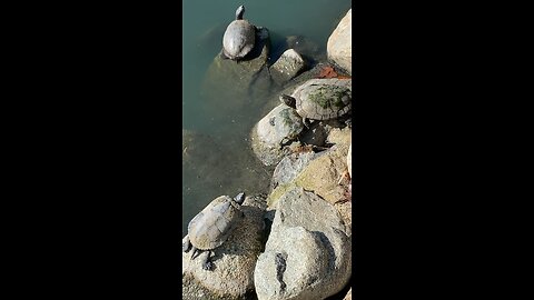 Red-Eared Slider Turtles 🐢 #redearedslider #followme #shorts #viral #trending #turtles #turtle