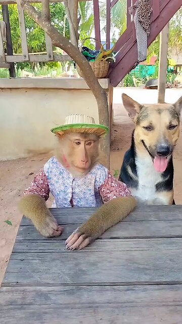 Lovely animal SokYaa, OG, Pao Mom Are Famous Around The World #shorts #anime #trend #edit