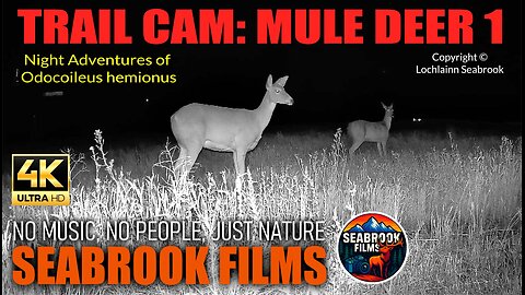 Trail Cam: Mule Deer 1 - Night Adventures of Odocoileus hemionus