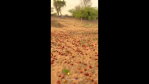 बचपन_की_यादें_😍_#bachpan_#rajasthani_#rajasthan_#goan_#desi_#village#reel