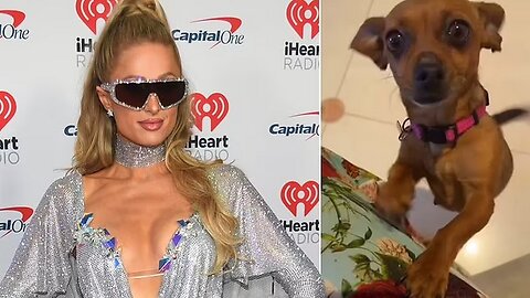 Paris Hilton Rescues Wildfire Dog