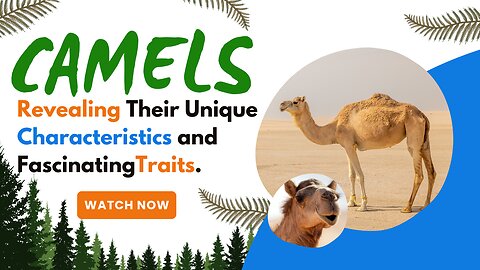 Camels, Revealing Their Unique Characteristics and Fascinating Traits.