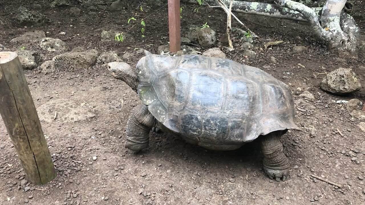 Galapagos Tortoise with commentary!