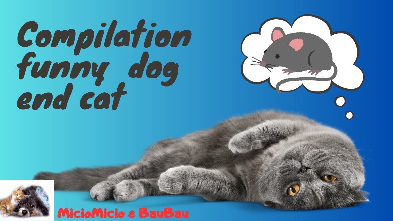 Compilation funny dog and cat